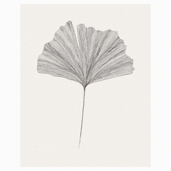 ANA FROIS Illustration - Ginkgo Leaf N.3